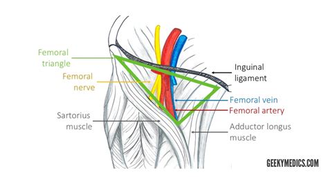 FEMORAL .